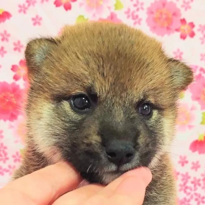 柴犬(標準サイズ)(大阪府・男の子・2026/03/03・赤)の子犬情報! | 前田 早苗ブリーダー(1280)