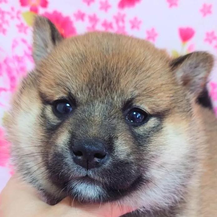 柴犬(標準サイズ)(大阪府・女の子・2026/03/03・赤)の子犬情報! | 前田 早苗ブリーダー(1281)