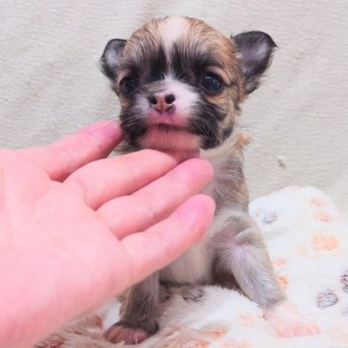 チワワ(ロング)(1603)の子犬情報