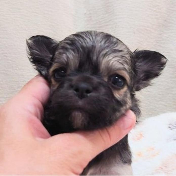 チワワ(ロング)(1604)の子犬情報