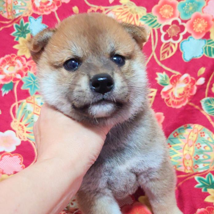 柴犬(標準サイズ)(大阪府・男の子・2026/09/05・赤)の子犬情報! | 前田 早苗ブリーダー(1978)