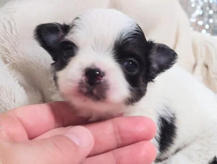 チワワ(ロング)(大阪府・男の子・2025/12/08・ブラック&ホワイト パーティーカラー)の子犬情報! | 前田 早苗ブリーダー(989)