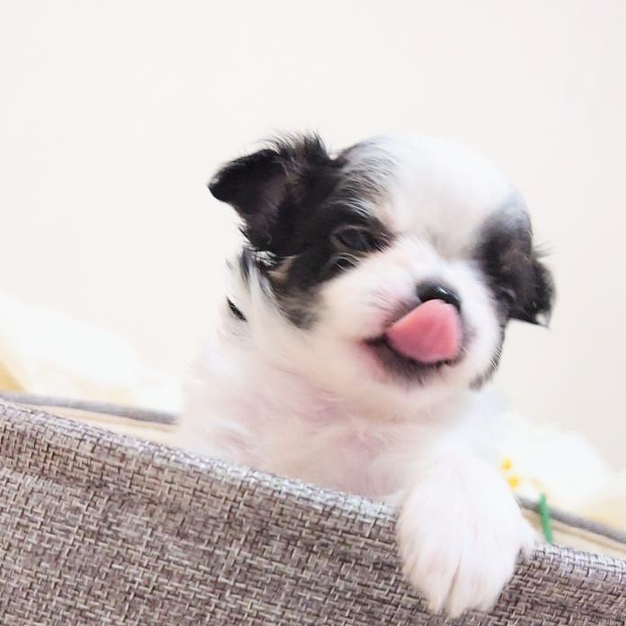 チワワ(ロング)(大阪府・男の子・2025/12/08・ブラック&ホワイト パーティーカラー)の子犬情報! | 前田 早苗ブリーダー(989)