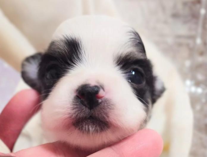 チワワ(ロング)(大阪府・男の子・2025/12/08・ブラック&ホワイト パーティーカラー)の子犬情報! | 前田 早苗ブリーダー(990)