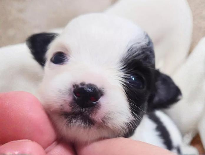 チワワ(ロング)(大阪府・女の子・2025/12/08・ブラック&ホワイト パーティーカラー)の子犬情報! | 前田 早苗ブリーダー(991)