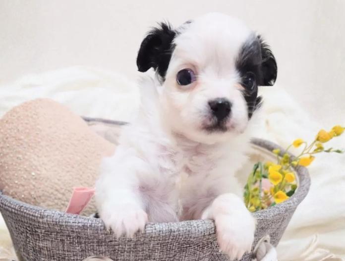 チワワ(ロング)(大阪府・女の子・2025/12/08・ブラック&ホワイト パーティーカラー)の子犬情報! | 前田 早苗ブリーダー(991)