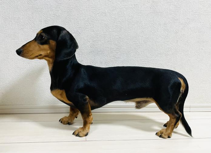 犬のプロフィール画像