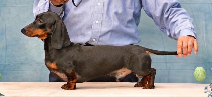 犬のプロフィール画像