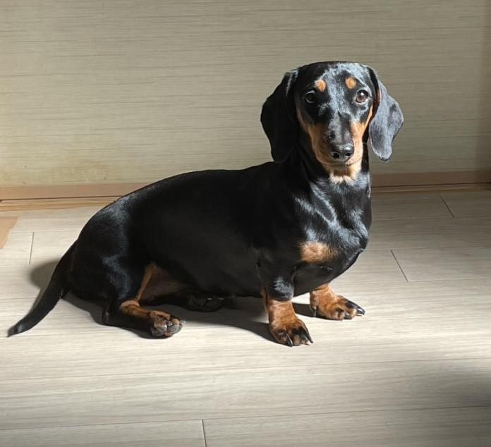 犬のプロフィール画像