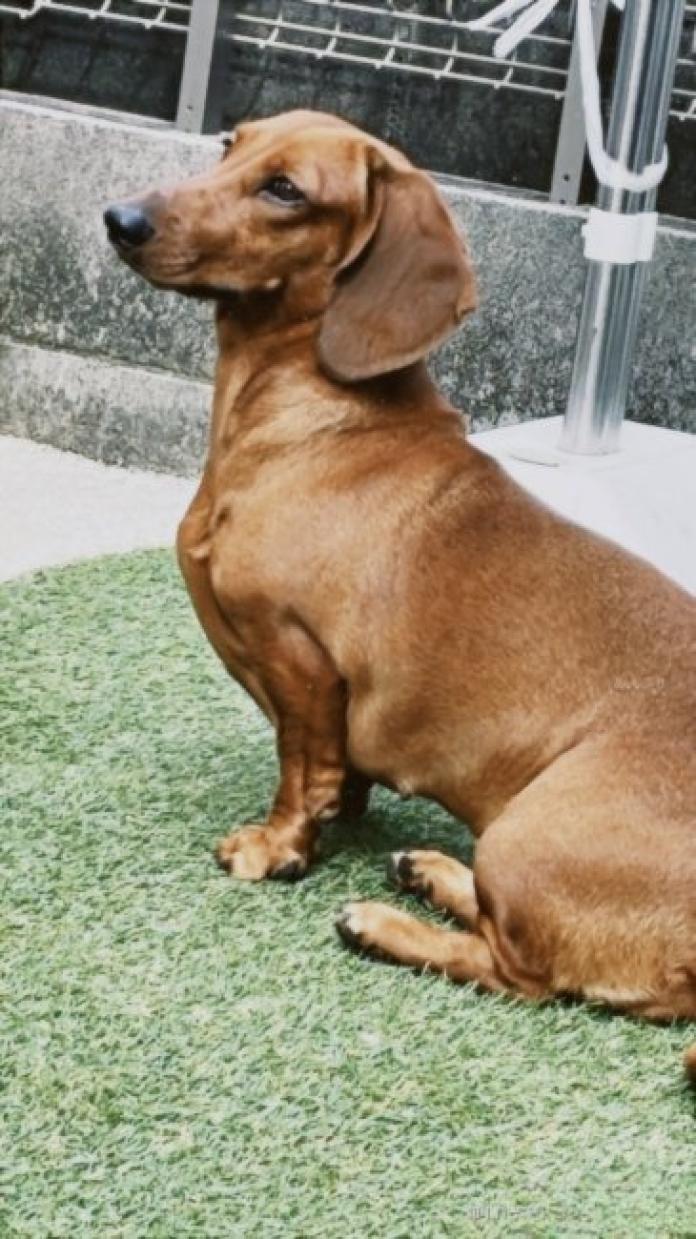 犬のプロフィール画像