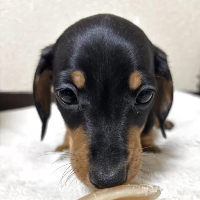 ミニチュアダックスフンド(スムース)(茨城県・男の子・2025/11/30・ブラック・タン)の子犬情報! | 佐藤 有紀子ブリーダー(1067)