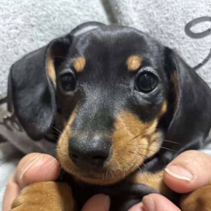 ミニチュアダックスフンド(スムース)(茨城県・男の子・2025/11/30・ブラック・タン)の子犬情報! | 佐藤 有紀子ブリーダー(1067)