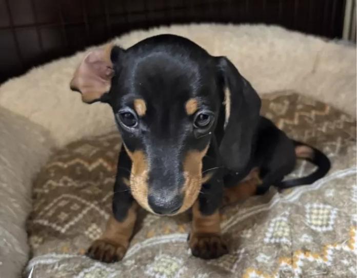 ミニチュアダックスフンド(スムース)(茨城県・男の子・2025/11/30・ブラック・タン)の子犬情報! | 佐藤 有紀子ブリーダー(1067)