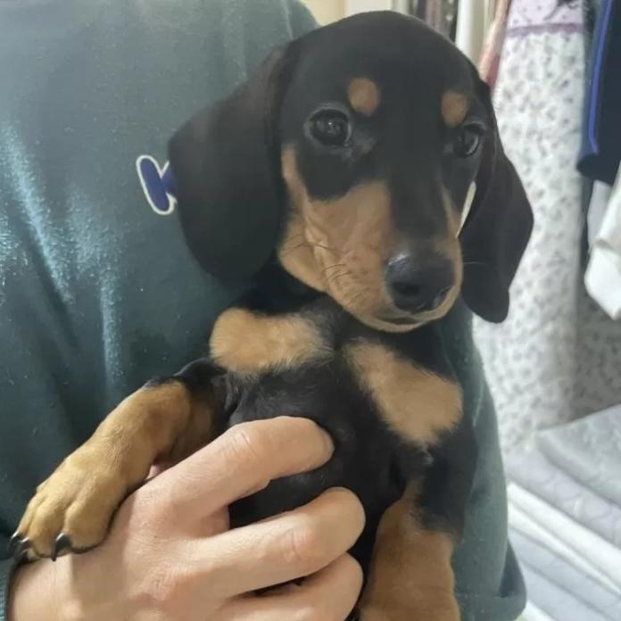 ミニチュアダックスフンド(スムース)(茨城県・男の子・2025/11/30・ブラック・タン)の子犬情報! | 佐藤 有紀子ブリーダー(1068)