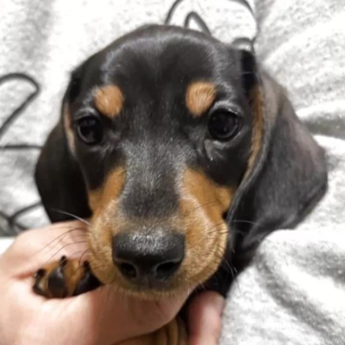 ミニチュアダックスフンド(スムース)(茨城県・男の子・2025/11/30・ブラック・タン)の子犬情報! | 佐藤 有紀子ブリーダー(1068)
