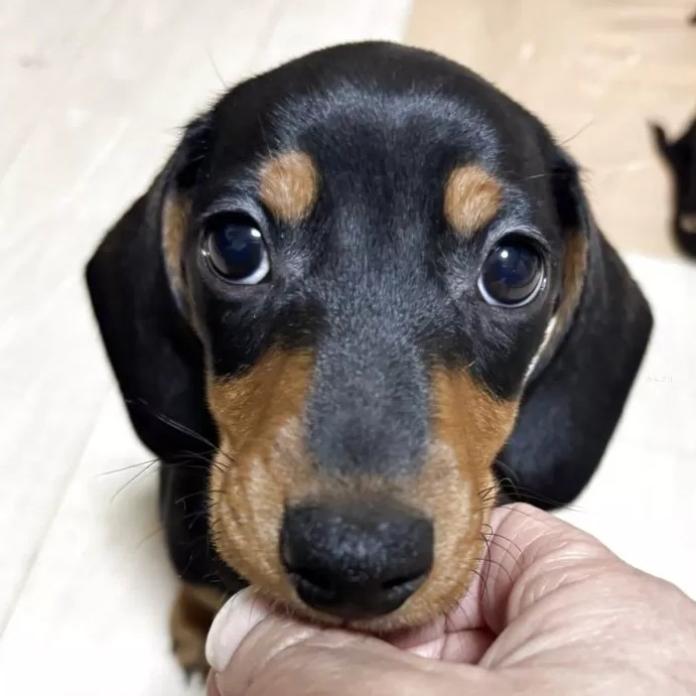 ミニチュアダックスフンド(スムース)(茨城県・男の子・2025/11/30・ブラック・タン)の子犬情報! | 佐藤 有紀子ブリーダー(1068)