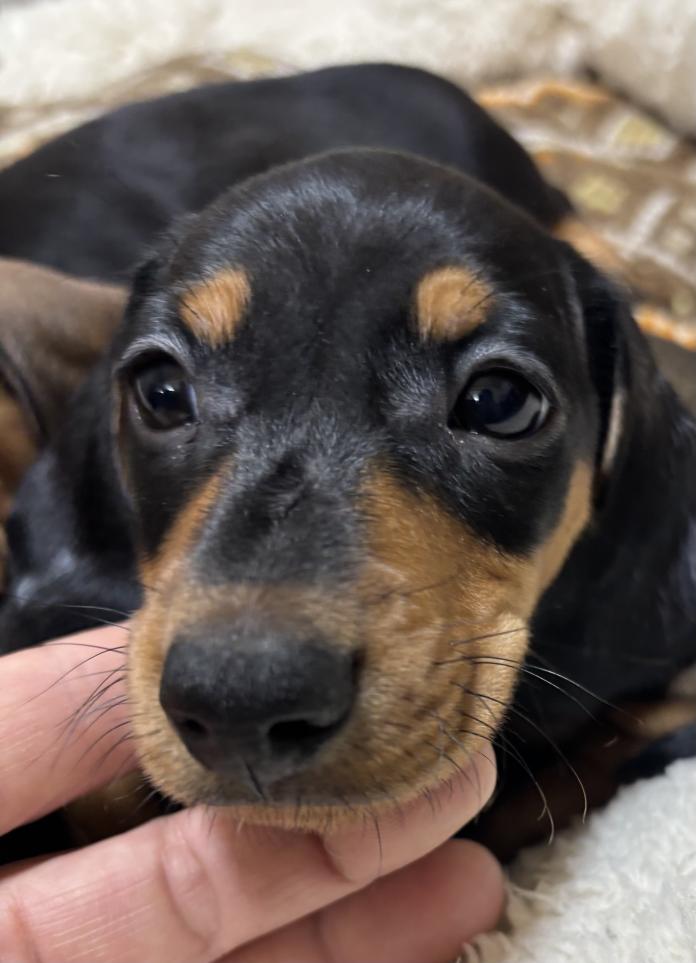 ミニチュアダックスフンド(スムース)(茨城県・男の子・2025/11/30・ブラック・タン)の子犬情報! | 佐藤 有紀子ブリーダー(1069)