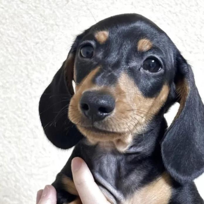 ミニチュアダックスフンド(スムース)(茨城県・男の子・2025/11/30・ブラック・タン)の子犬情報! | 佐藤 有紀子ブリーダー(1069)