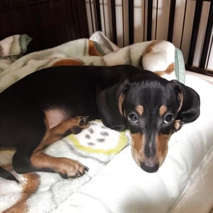 ミニチュアダックスフンド(スムース)(茨城県・男の子・2025/11/30・ブラック・タン)の子犬情報! | 佐藤 有紀子ブリーダー(1069)