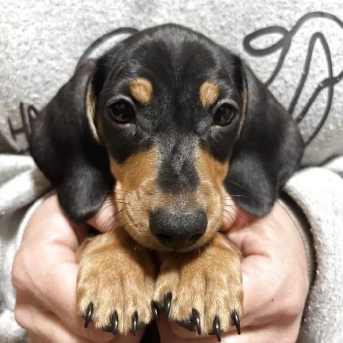 ミニチュアダックスフンド(スムース)(茨城県・男の子・2025/11/30・ブラック・タン)の子犬情報! | 佐藤 有紀子ブリーダー(1069)