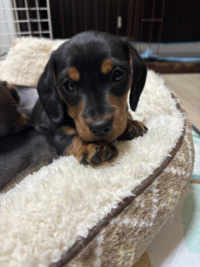 ミニチュアダックスフンド(スムース)(茨城県・男の子・2025/12/06・ブラック・タン)の子犬情報! | 佐藤 有紀子ブリーダー(1083)