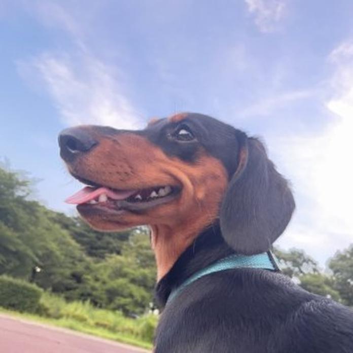 ミニチュアダックスフンド(スムース)(茨城県・男の子・2025/12/06・ブラック・タン)の子犬情報! | 佐藤 有紀子ブリーダー(1083)