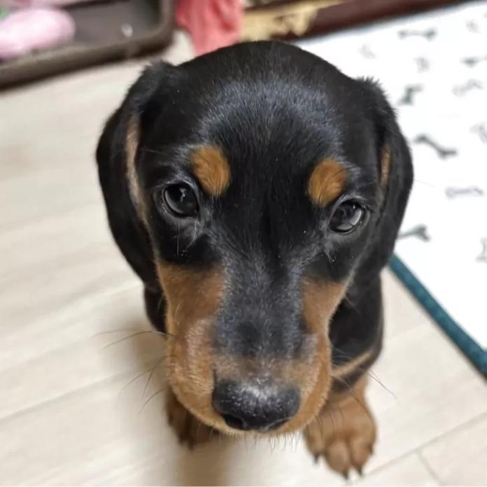 ミニチュアダックスフンド(スムース)(茨城県・男の子・2025/12/06・ブラック・タン)の子犬情報! | 佐藤 有紀子ブリーダー(1083)