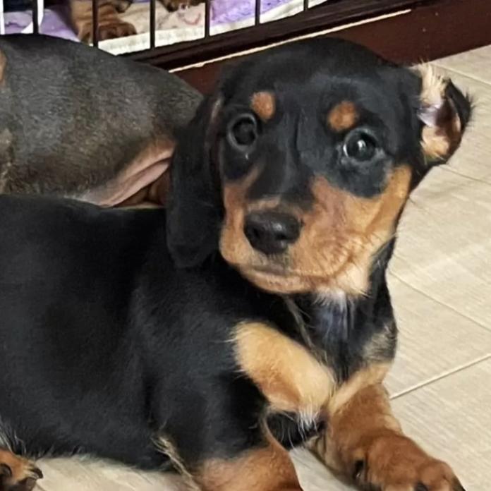 ミニチュアダックスフンド(スムース)(茨城県・男の子・2025/12/06・ブラック・タン)の子犬情報! | 佐藤 有紀子ブリーダー(1083)