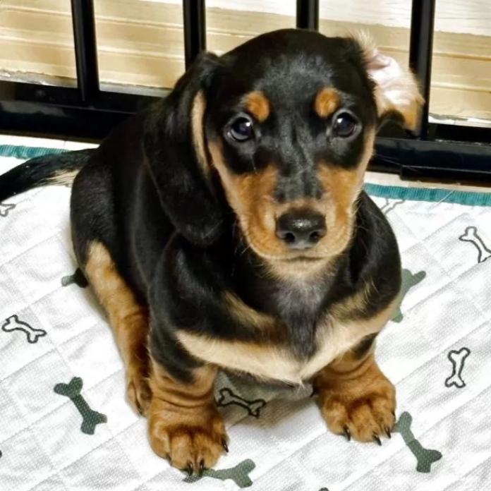 ミニチュアダックスフンド(スムース)(茨城県・男の子・2025/12/06・ブラック・タン)の子犬情報! | 佐藤 有紀子ブリーダー(1083)
