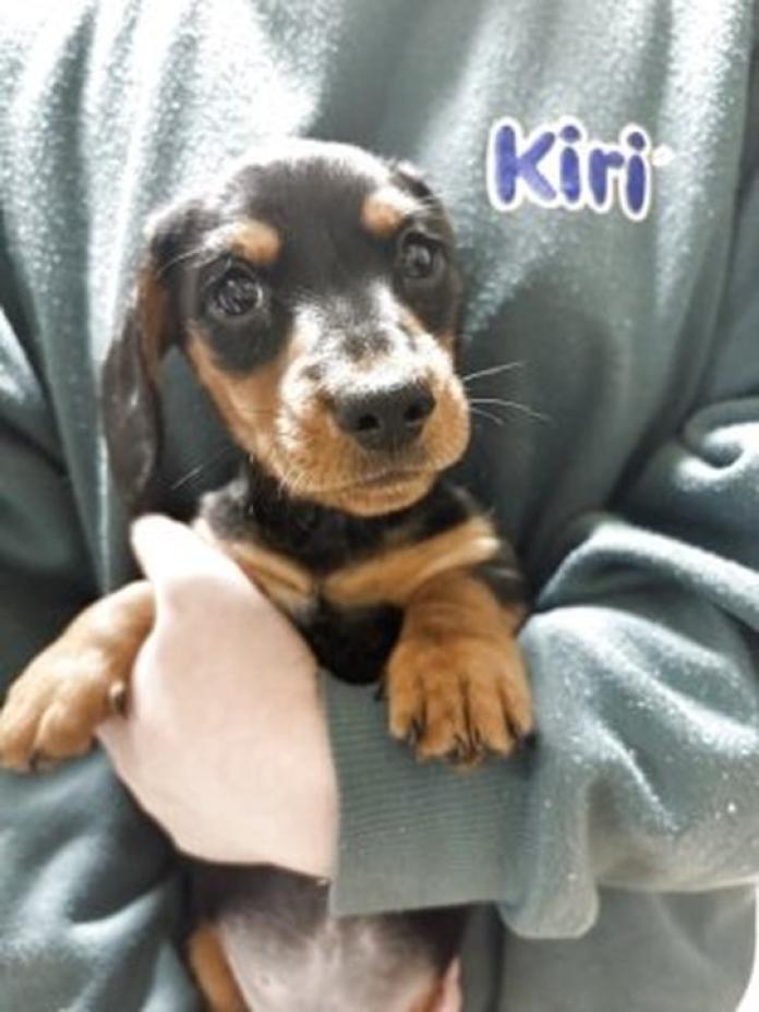 ミニチュアダックスフンド(スムース)(1083)の子犬情報