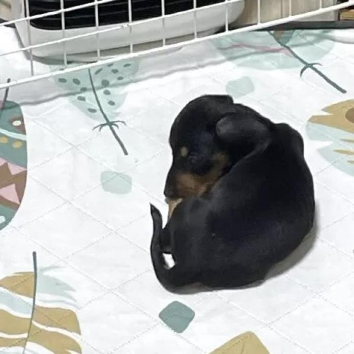 ミニチュアダックスフンド(スムース)(茨城県・男の子・2025/11/30・ブラック・タン)の子犬情報! | 佐藤 有紀子ブリーダー(1084)