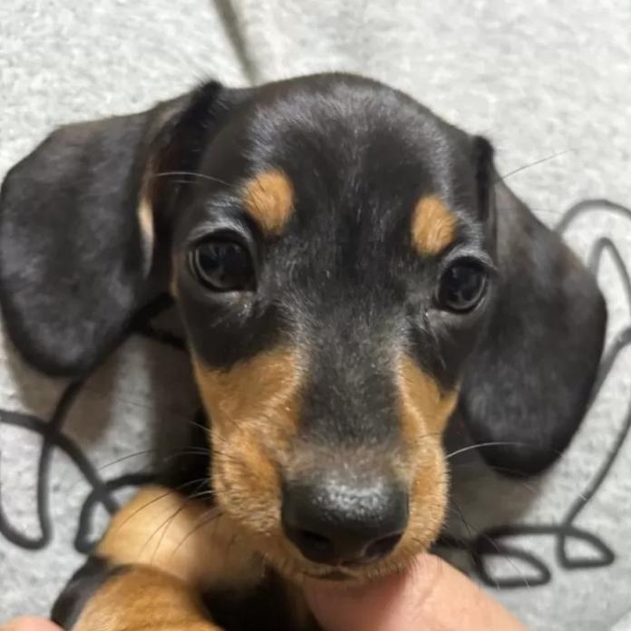 ミニチュアダックスフンド(スムース)(茨城県・男の子・2025/11/30・ブラック・タン)の子犬情報! | 佐藤 有紀子ブリーダー(1084)