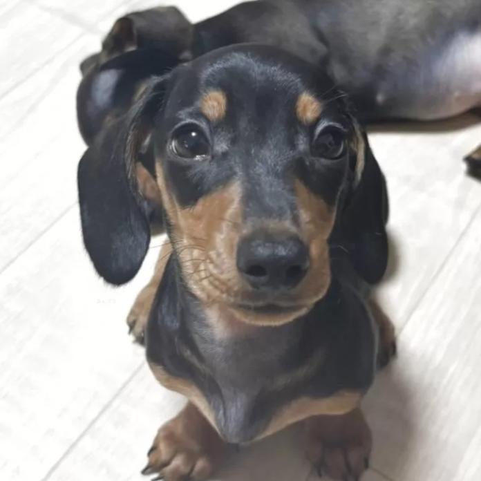 ミニチュアダックスフンド(スムース)(茨城県・男の子・2025/11/30・ブラック・タン)の子犬情報! | 佐藤 有紀子ブリーダー(1084)