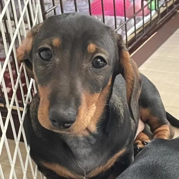 ミニチュアダックスフンド(スムース)(茨城県・女の子・2025/12/06・レッド系)の子犬情報! | 佐藤 有紀子ブリーダー(1218)