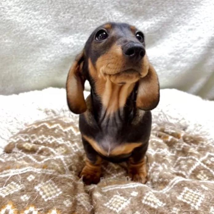 ミニチュアダックスフンド(スムース)(1218)の子犬情報