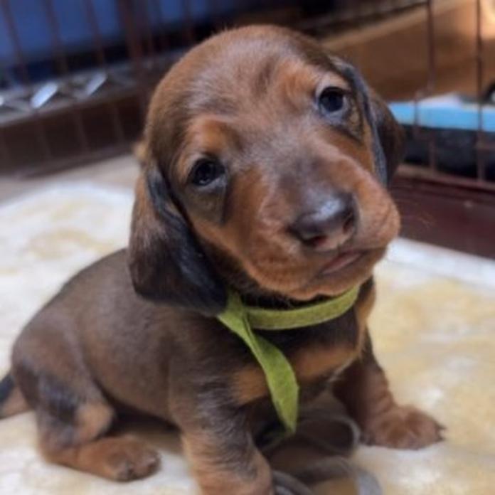 スタンダードダックスフンド(スムース)(1454)の子犬情報