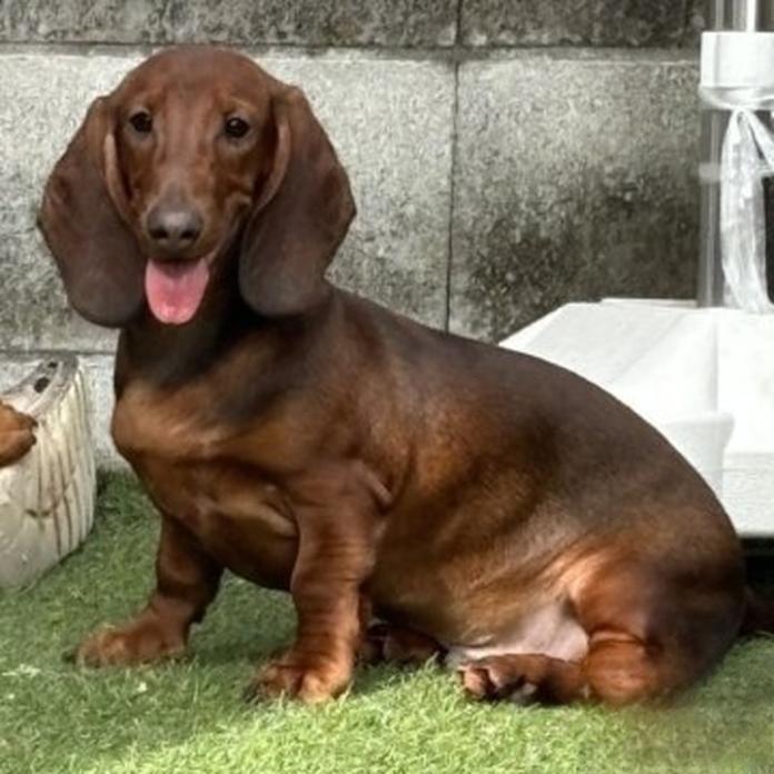 スタンダードダックスフンド(スムース)(1454)の子犬情報