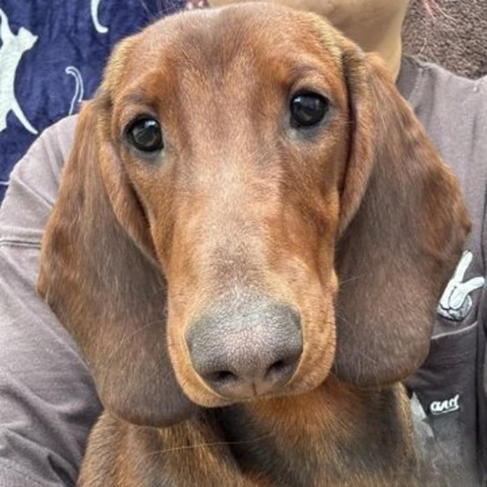 スタンダードダックスフンド(スムース)(1454)の子犬情報