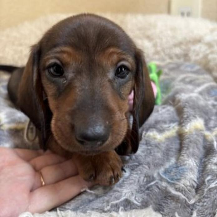 スタンダードダックスフンド(スムース)(1455)の子犬情報
