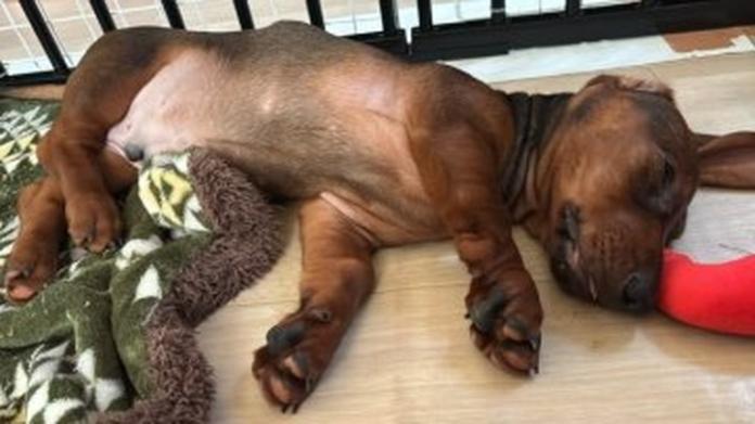 スタンダードダックスフンド(スムース)(茨城県・男の子・2026/04/03・レッド)の子犬情報! | 佐藤 有紀子ブリーダー(1455)