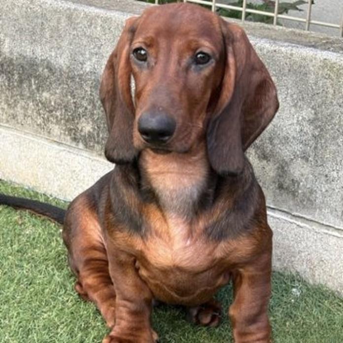 スタンダードダックスフンド(スムース)(1455)の子犬情報
