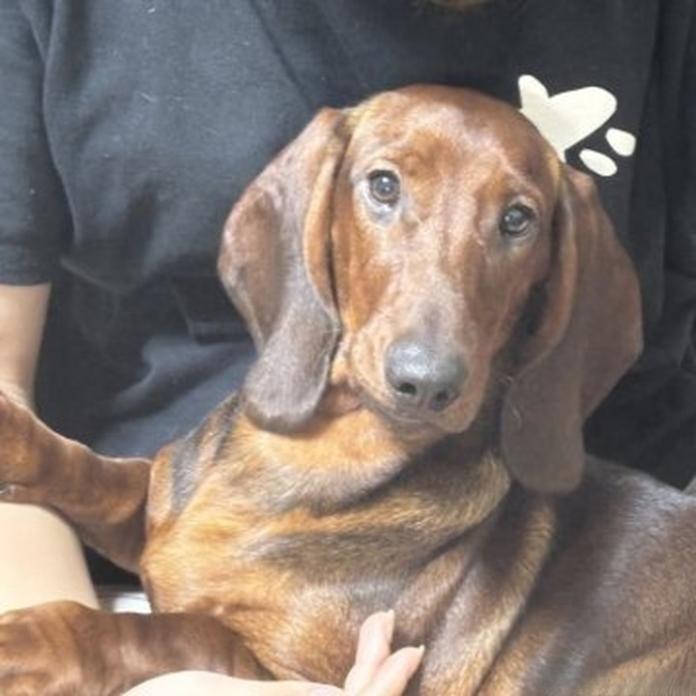 スタンダードダックスフンド(スムース)(1455)の子犬情報