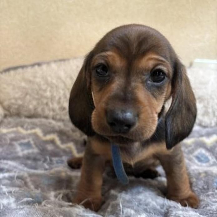 スタンダードダックスフンド(スムース)(1456)の子犬情報