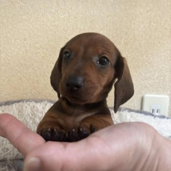 スタンダードダックスフンド(スムース)(1457)の子犬情報