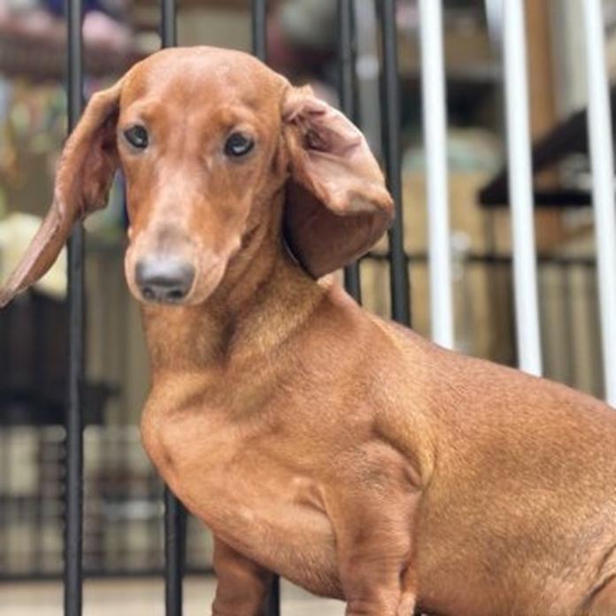 スタンダードダックスフンド(スムース)(1457)の子犬情報