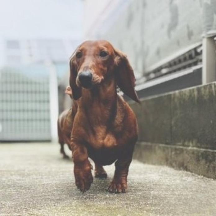スタンダードダックスフンド(スムース)(1457)の子犬情報