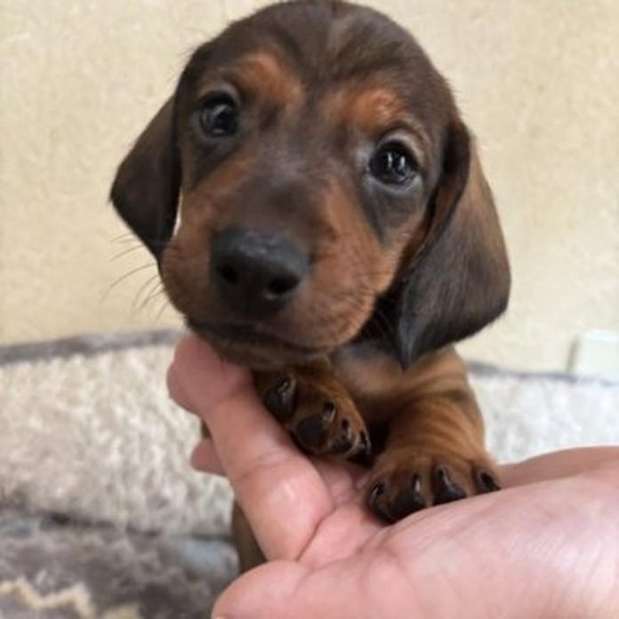 スタンダードダックスフンド(スムース)(1458)の子犬情報