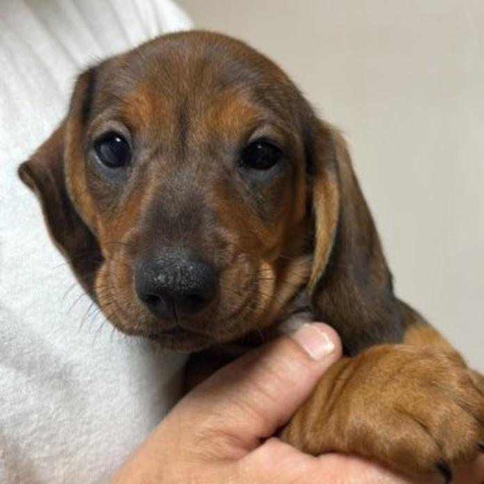 スタンダードダックスフンド(スムース)(1487)の子犬情報