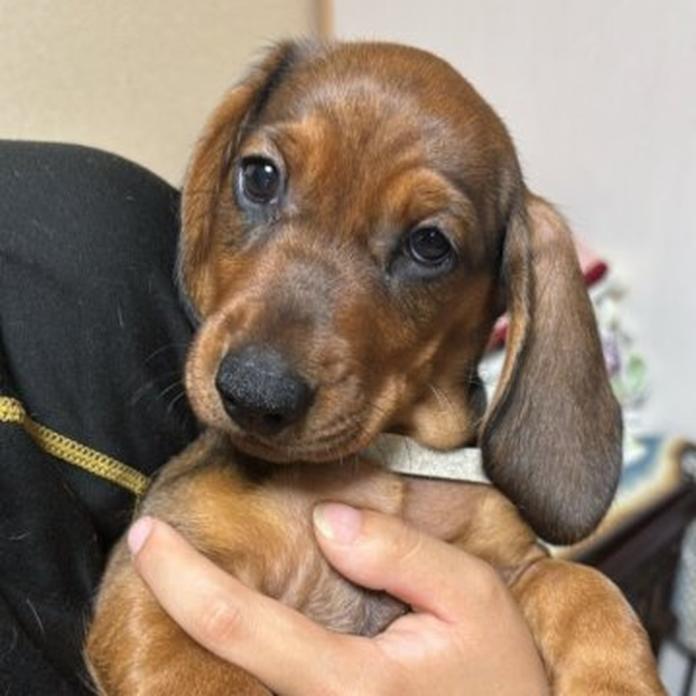 スタンダードダックスフンド(スムース)(1488)の子犬情報