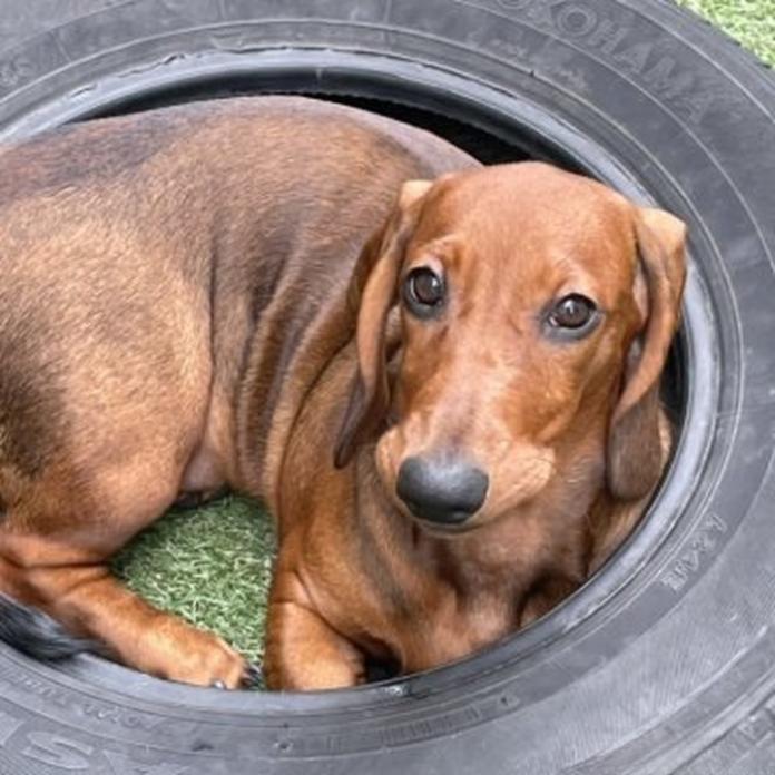 スタンダードダックスフンド(スムース)(1488)の子犬情報
